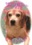 チャーリーちゃんのメモリアル写真　ペット葬儀日２０１０年１月３日　千葉県よりご依頼